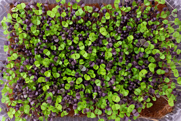 close-up topview photo of basil microgreens. city farming indoor concept.