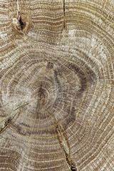 Wooden background with the surface texture of a natural polished sawn cut of old oak wood with annual rings close-up