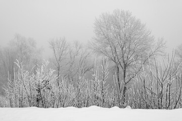 Bäume Nebel Atmosphäre Winter Schnee Graustufen Dunst schwarz weiß Kontrast Hintergrund Büsche Linien Natur draussen Eis Kristalle Wind kälte Grafik Trauer Jahreszeit Stille trüb Zwielicht Idyll 