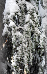 Pine tree covered in snow