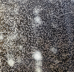 blurred background of grains and strips of frost on the glass