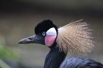 Fototapeta premium The grey crowned crane, Balearica regulorum, also known as the African crowned crane.