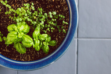 basil and oregano plants indoor in blue pot