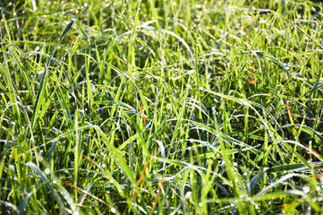 green grass background