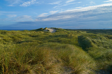 overview over the hilly dunes at the north sea coast in vivid morning sunlight - location: Vejers Strand, Denmark