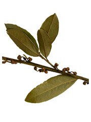 spices: a branch of Laurel leaf