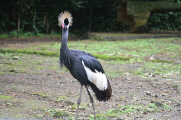 The grey crowned crane, Balearica regulorum, also known as the African crowned crane.