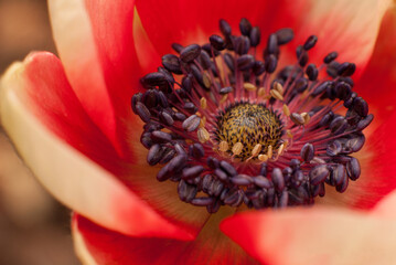 Anemone in red