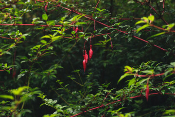 Fuchsia magellanica