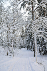 View of the winter forest and snowmobile tracks in the snow, Elisaari, Inkoo, Finland