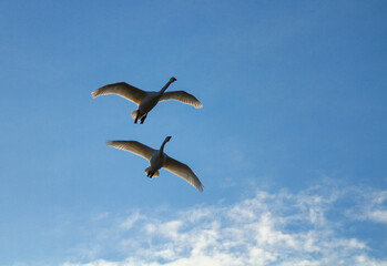 Fototapeta na wymiar 大空を飛ぶ白鳥