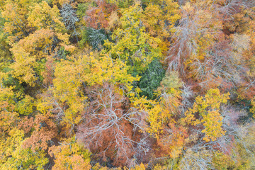 Bosque frondoso en otoño desde punto de vista aéreo