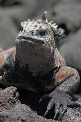 Meerechse auf  Galápagos