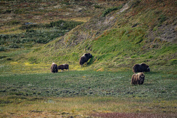 musk ox in norway in dovrefjell relaxing in autumn