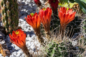 Blühender Kaktus Echinocereus triglochidiatus..