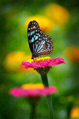 Fototapeta na wymiar Blue tiger butterfly on a pink zinnia flower with dark green background
