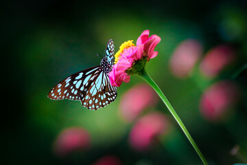 Blue tiger butterfly on a pink zinnia flower with dark green background © Dmitrii