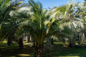 Fototapeta na wymiar Beautiful palm tree Canary Island Date Palm (Phoenix canariensis) in landscape park of city of Sochi. Close-up. Luxurious leaves on blue sky background.