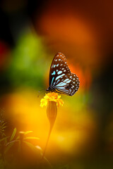 Fototapeta na wymiar Blue tiger butterfly on a yellow marigold flower with dark colorful background