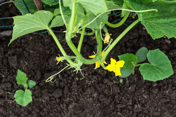 Blooming cucumber’s plants and tiny sprouts growing in the farmer‘s field in rows in springtime, plants climbing to fastening  net , agriculture  and  farming concept , close-up  and top  view