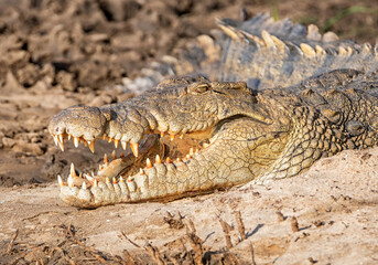 Obraz premium Nile Crocodile