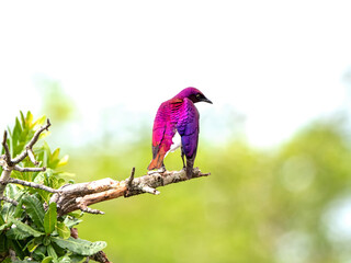 Violet-backed Starling