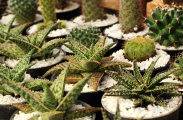 Obraz premium Background of various small cactus or succulent green plant in pots by front view.