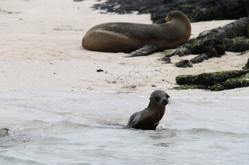 Sea lion cub from the Galapagos Islands