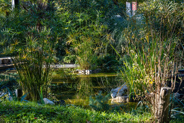 Magic pond in center of Sochi. Subtropical exotic plants grow on shore of pond. Papyrus grows in center of pond on artificial island. Atmosphere of relaxation, tranquility and happiness.