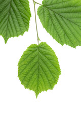 Green leaves on a hazel branch isolated on a white background.