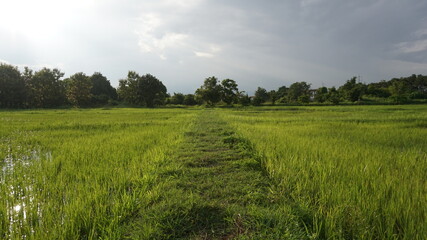 rice field