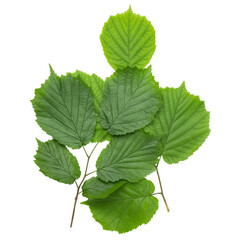 Green leaves on a hazel branch isolated on a white background.