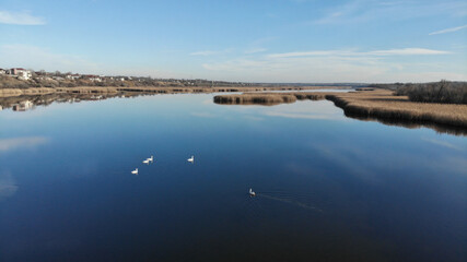 The estuary of a river with blue water. On the bank and in the middle of the river there are dry grass and reeds. There are village with one-story houses on the shore. White swans float on the river