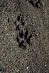 Footprint of the hound. Grunge background.