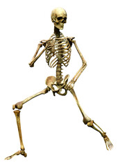 3D Rendering Human Skeleton on White