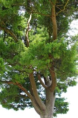 Tuchla , Czerniawka , Charytany , Piaski