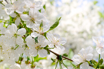 Fototapeta premium Cherry tree blossoms. White spring flowers close-up. Soft focus spring seasonal background.