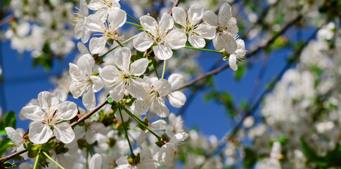 Cherry tree blossoms. White spring flowers close-up. Soft focus spring seasonal background.