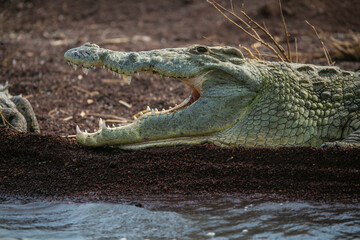 Nile Crocodile resting on the banks of Lake Chamo in Ethiophia...