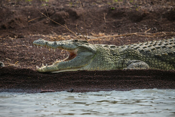 Nile Crocodile on the banks of Lake Chamo in Etiophia