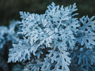 Senecio Cineraria in the park