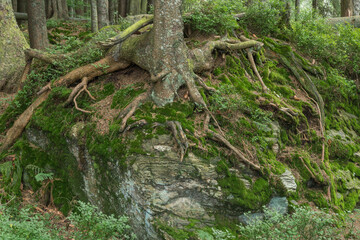 Wurzel einer Tanne um enen Felsen