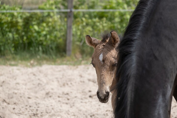 Young newly born yellow foal stands together with its brown mother