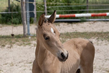 Obraz premium Small newborn yellow foal looking over the shoulder to the camera. Neck and head against a sandy background. With shadow on the back
