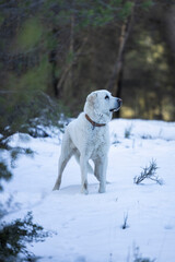 Fototapeta na wymiar Big white dog in snow