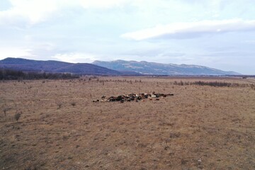 Aerial view of two shepherds on horses with dogs gathering herd of cows and calves grazing in the field in Caucasus mountains near highway road. Russia. Winter. Drone photography.
