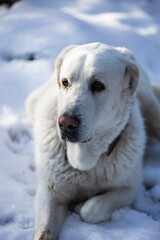 Big white dog in snow