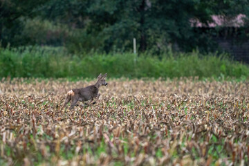 A deer in a freshly cut corn field with forest in the background