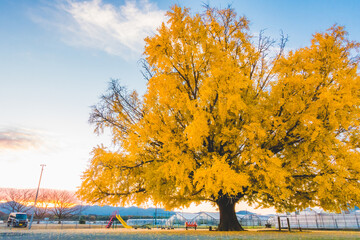 大きい木の綺麗ないちょうの葉