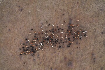 Aerial top down view of herd of cows going on the field. Two shepherd riding on horses near the flock. Dogs running around cows. Domestic agriculture animals. Caucasus, Russia winter.